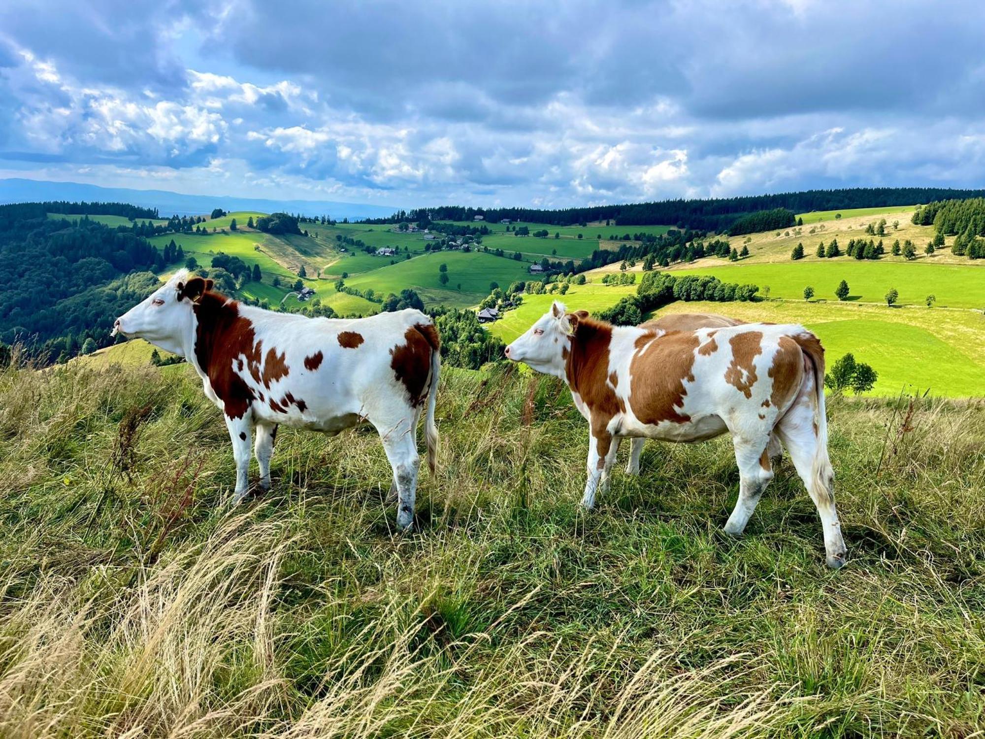 View House, Schauinsland, Black Forest * Muenstertal